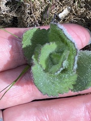 Eupatorium rotundifolium