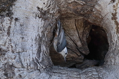 Sitta carolinensis aculeata