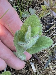Eupatorium rotundifolium