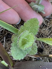 Eupatorium rotundifolium