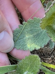 Eupatorium rotundifolium
