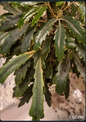 Plerandra elegantissima