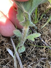 Eupatorium rotundifolium