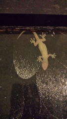 Hemidactylus platyurus