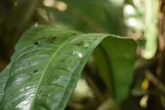 Anthurium sellowianum