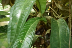 Anthurium sellowianum