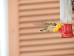 Selasphorus calliope