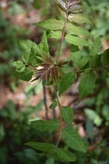 Ailanthus