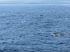 Delphinus