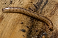 Cylindroiulus boleti