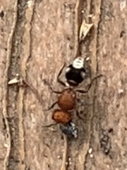 Pseudomethoca vanduzei