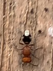 Pseudomethoca vanduzei