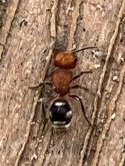 Pseudomethoca vanduzei