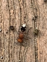 Pseudomethoca vanduzei