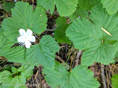 Rubus lasiococcus