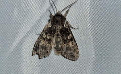 Lithophane consocia