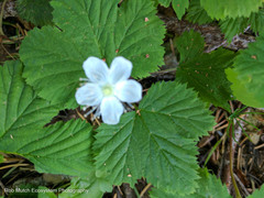 Rubus lasiococcus