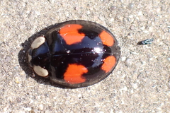 Harmonia axyridis