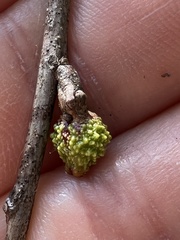 Callirhytis middletoni