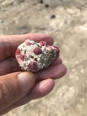 Homotrema rubrum