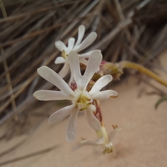 Silene nicaeensis