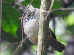 Cantorchilus leucotis
