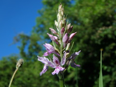 Dactylorhiza fuchsii