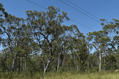 Eucalyptus moluccana