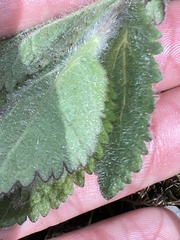 Eupatorium rotundifolium