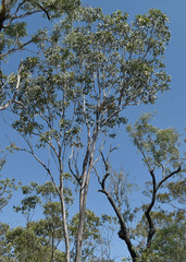 Eucalyptus moluccana