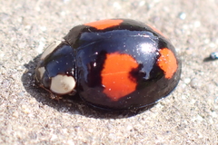 Harmonia axyridis