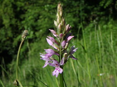 Dactylorhiza fuchsii