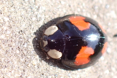 Harmonia axyridis