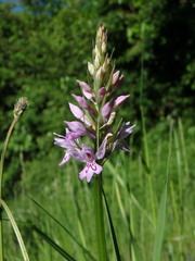 Dactylorhiza fuchsii