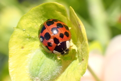 Harmonia axyridis