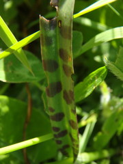 Dactylorhiza fuchsii