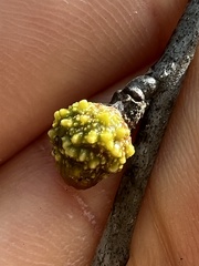 Callirhytis middletoni