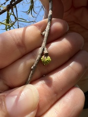 Callirhytis middletoni