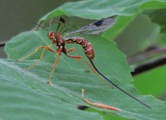 Megarhyssa greenei