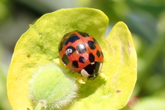 Harmonia axyridis