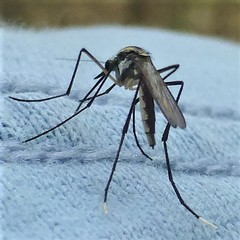 Psorophora longipalpus