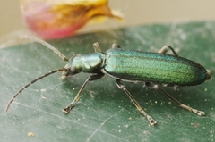 Ischnomera caerulea