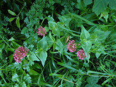 Centranthus ruber