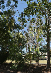 Melaleuca viridiflora attenuata