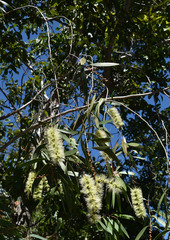 Melaleuca viridiflora attenuata