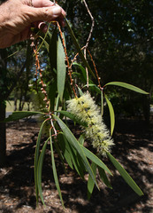 Melaleuca viridiflora attenuata