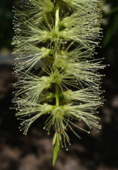 Melaleuca viridiflora attenuata