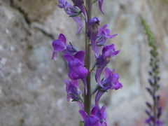 Linaria purpurea