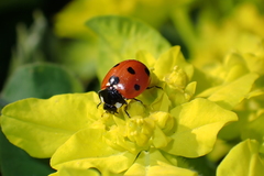 Coccinella septempunctata