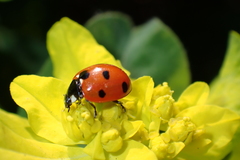 Coccinella septempunctata